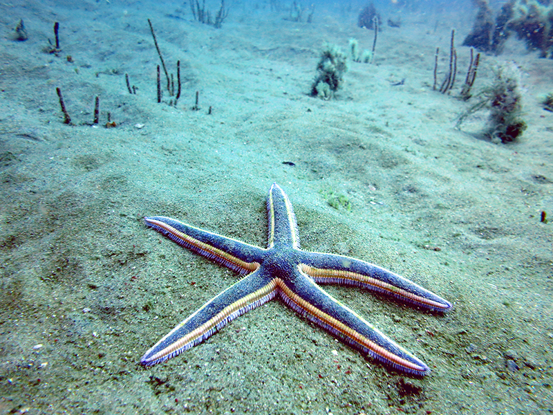 Purple sea star at Gray's Reef near Savannah