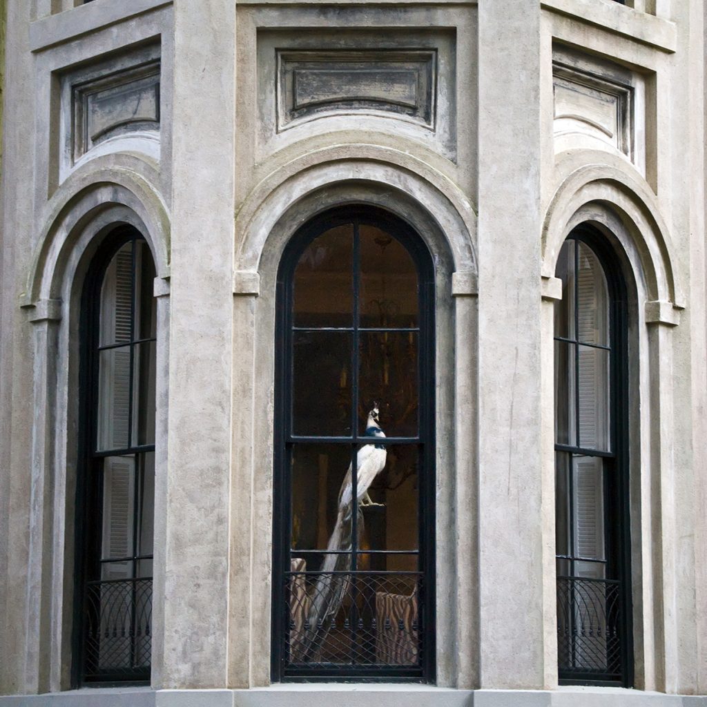 White peacock in window